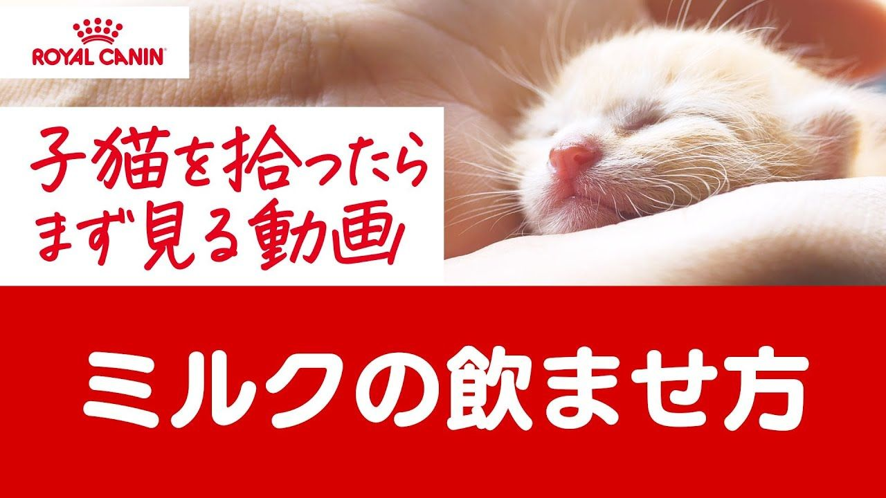 子猫を拾ったらまず見る動画 - ミルクの飲ませ方