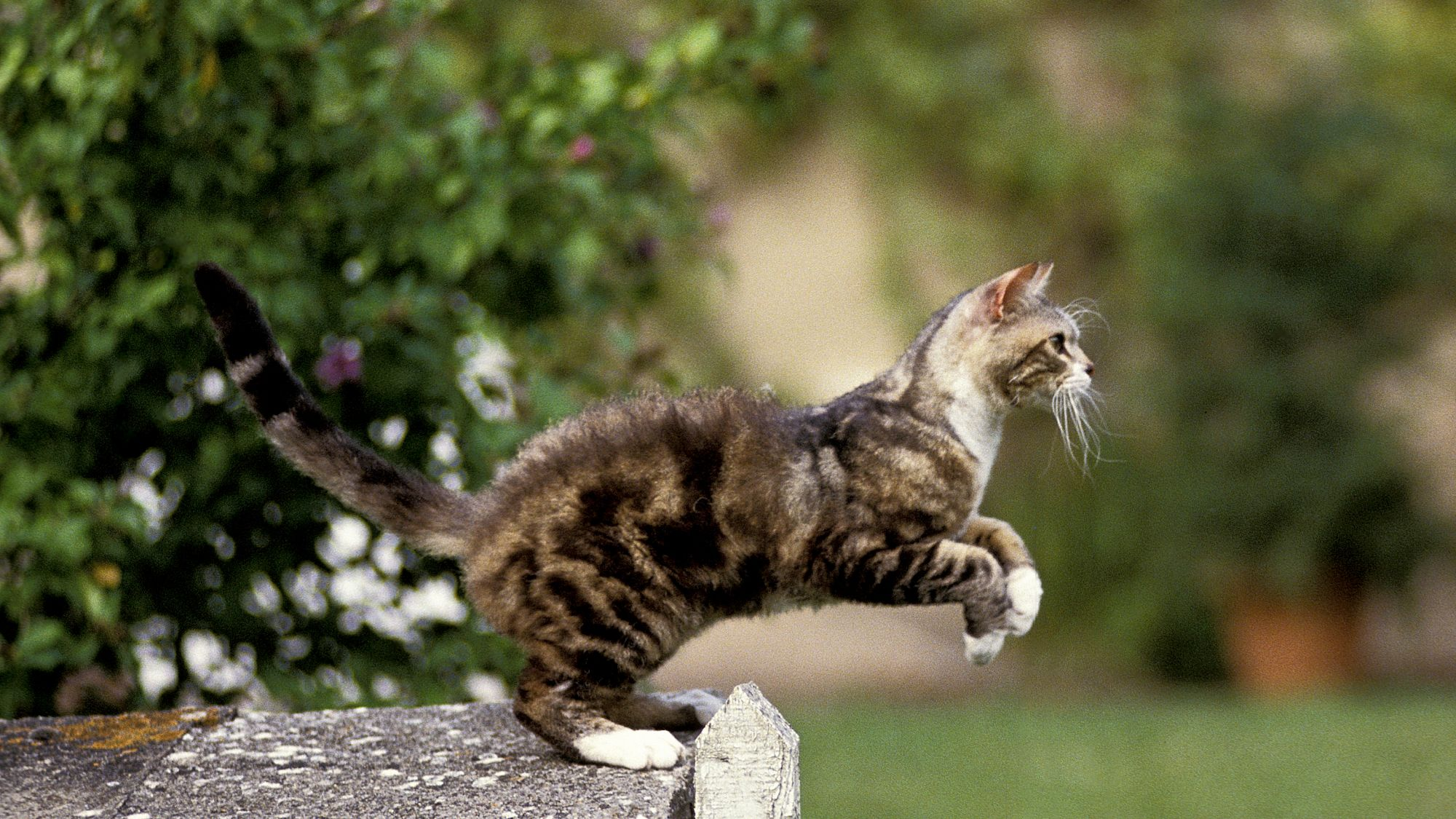 American Wirehair jumping off a wall in a garden