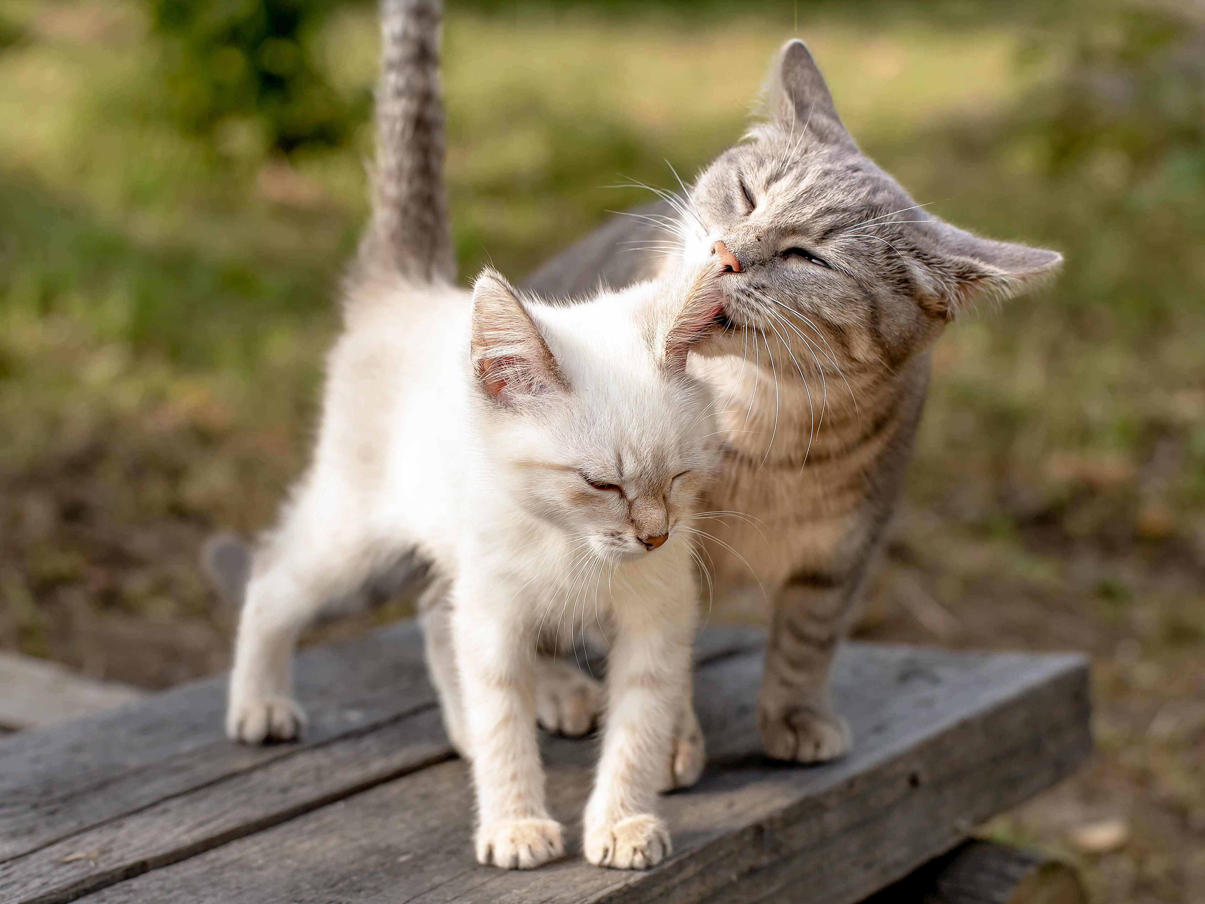 Kitten standing outdoors being groomed by mother cat