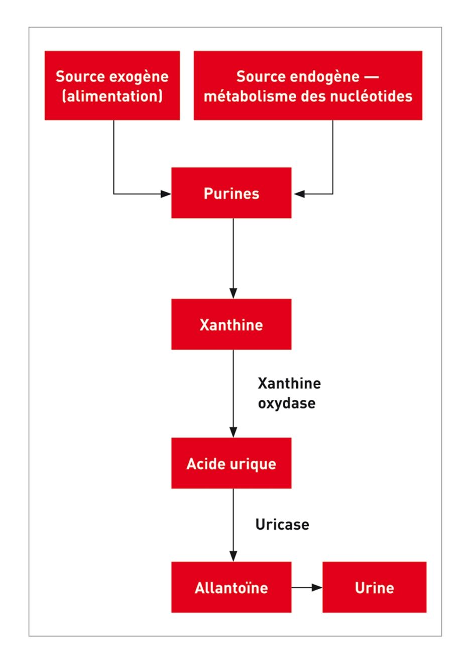 Figure 1. Les purines présentes dans l’organisme sont métabolisées en xanthine puis en acide urique avant d’être converties, par l’enzyme uricase, en allantoïne qui sera ensuite excrétée dans l’urine. Les Dalmatiens sont homozygotes pour une mutation génétique responsable d’un défaut du transporteur hépatique et rénal de l’acide urique. Ce défaut entraîne une faible conversion de l’acide urique en allantoïne, phénomène aggravé par une faible réabsorption de l’acide urique par les tubules rénaux proximaux, conduisant à des taux élevés d’acide urique dans la vessie et à un risque accru de formation de calculs d’urate.