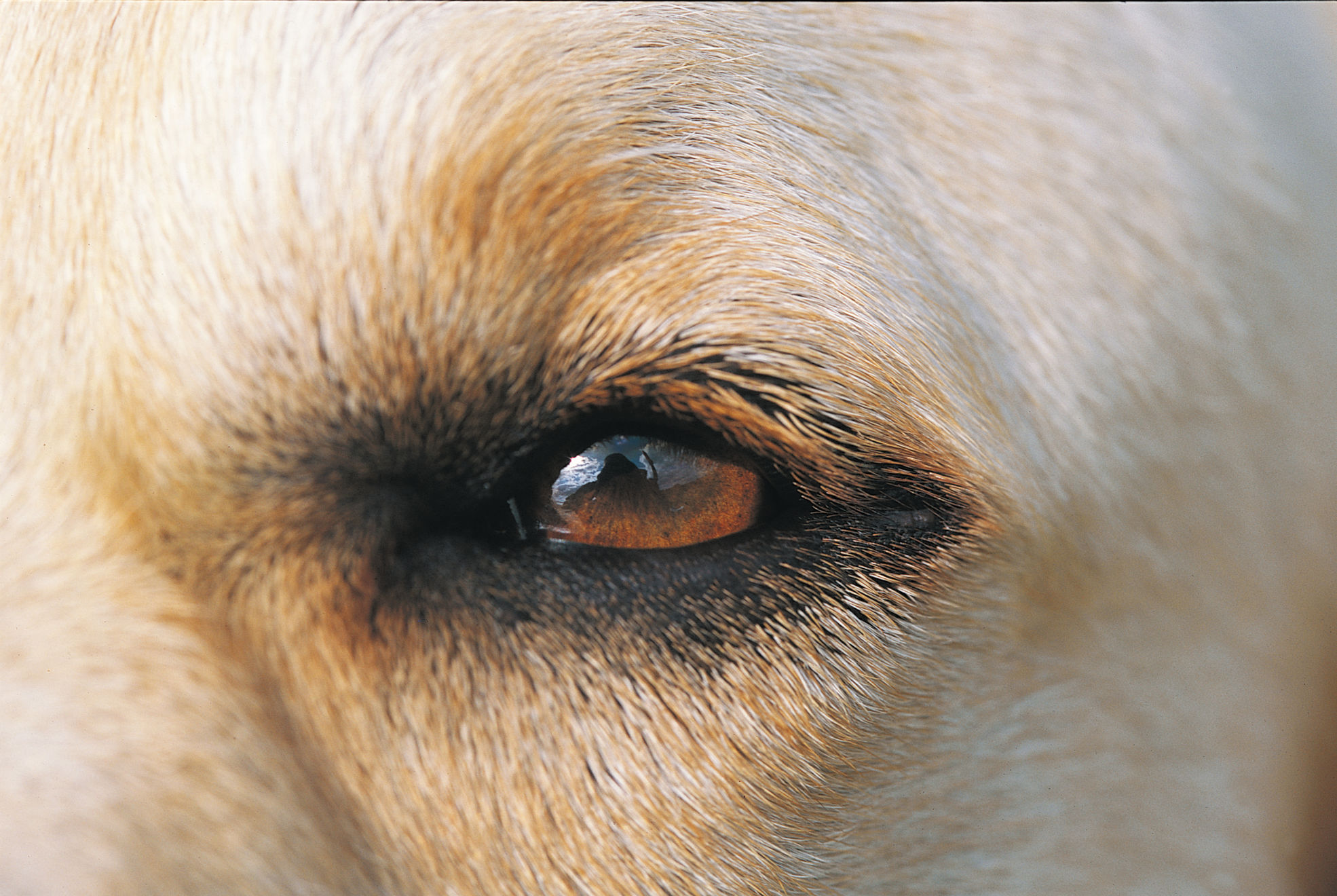 Tips Melatih Kegiatan Fisik Hewan Peliharaan Berumur Tua