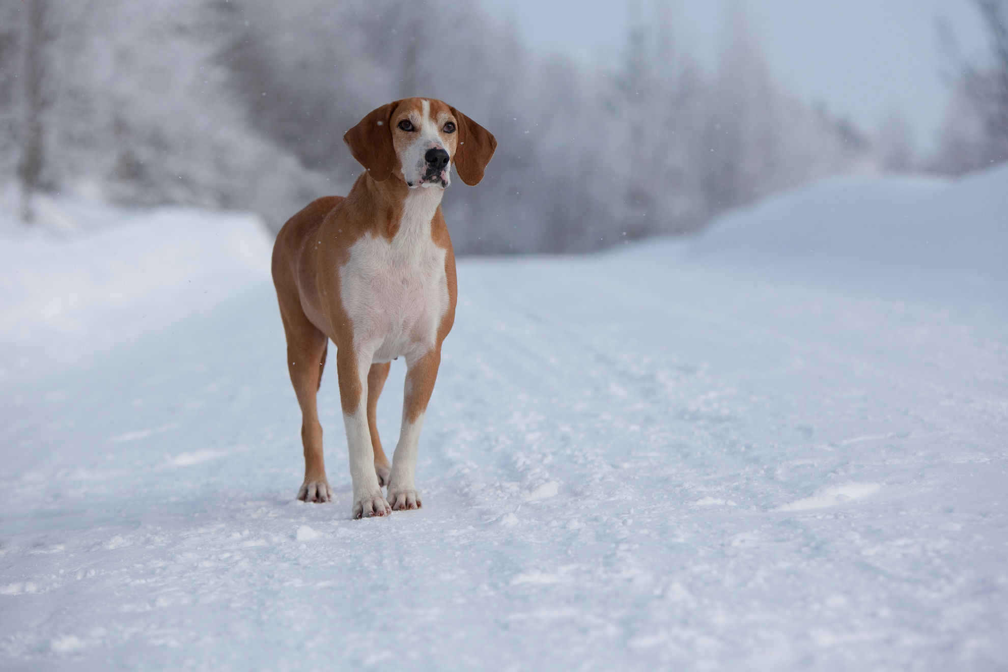 Как отучить собаку лаять - собака постоянно лает в квартире: что делать |  Royal Canin