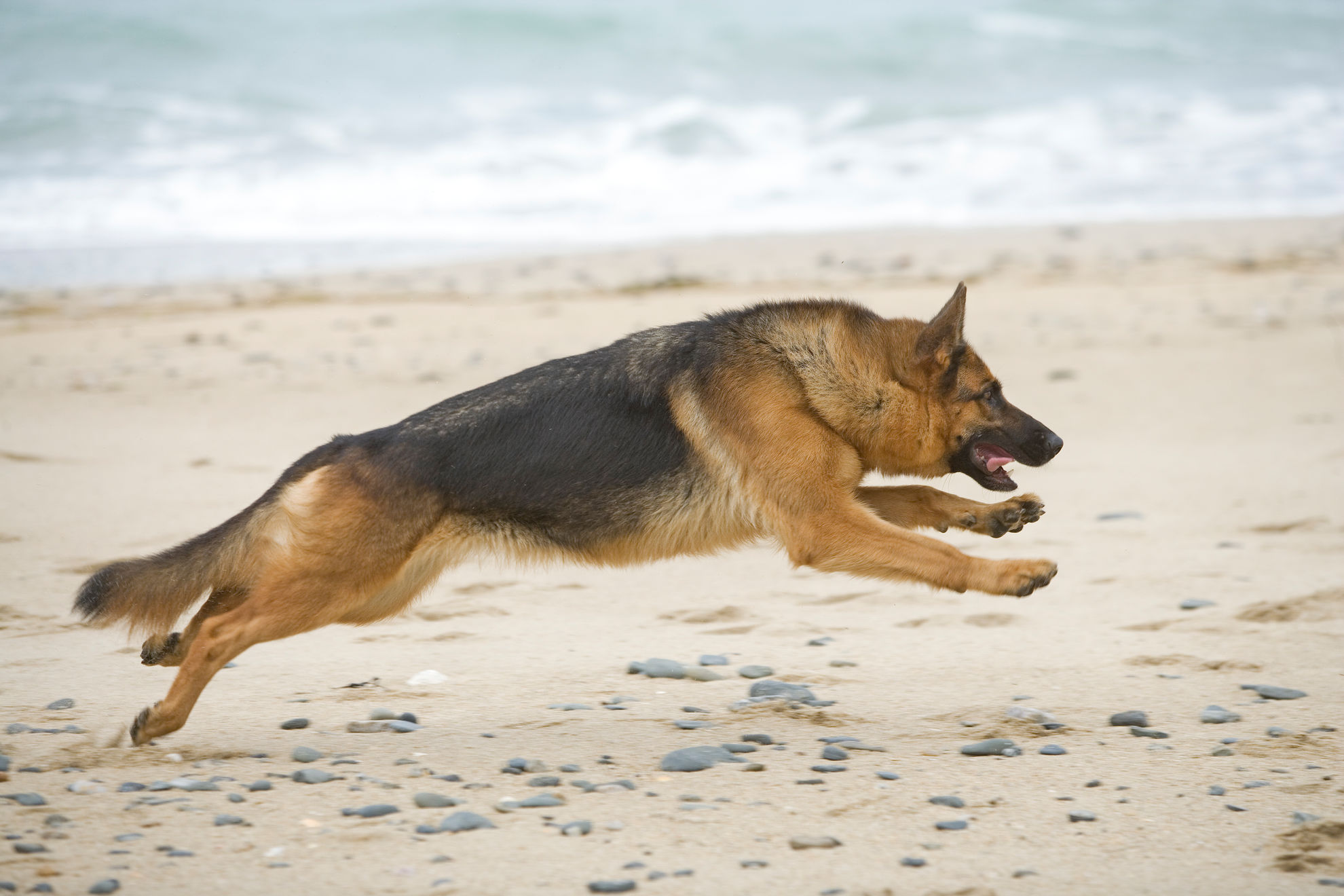 Duitse herder springt op het strand