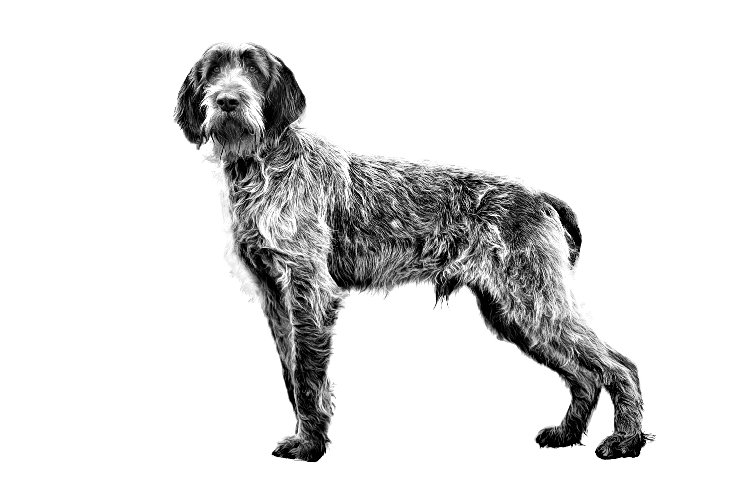 Italian Spinone adult black and white