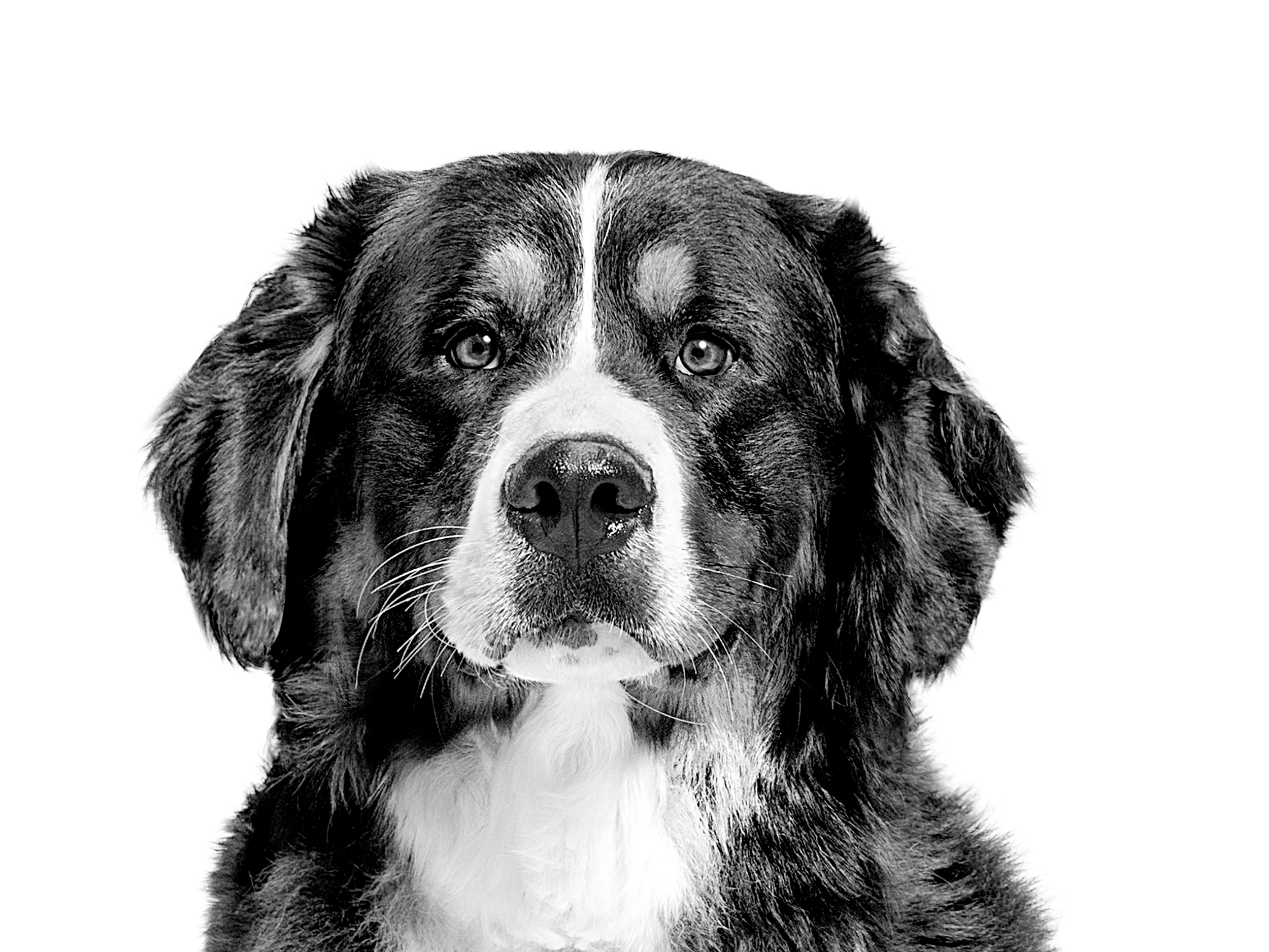 Voksen berner sennenhund som sitter i svart og hvitt på hvit bakgrunn