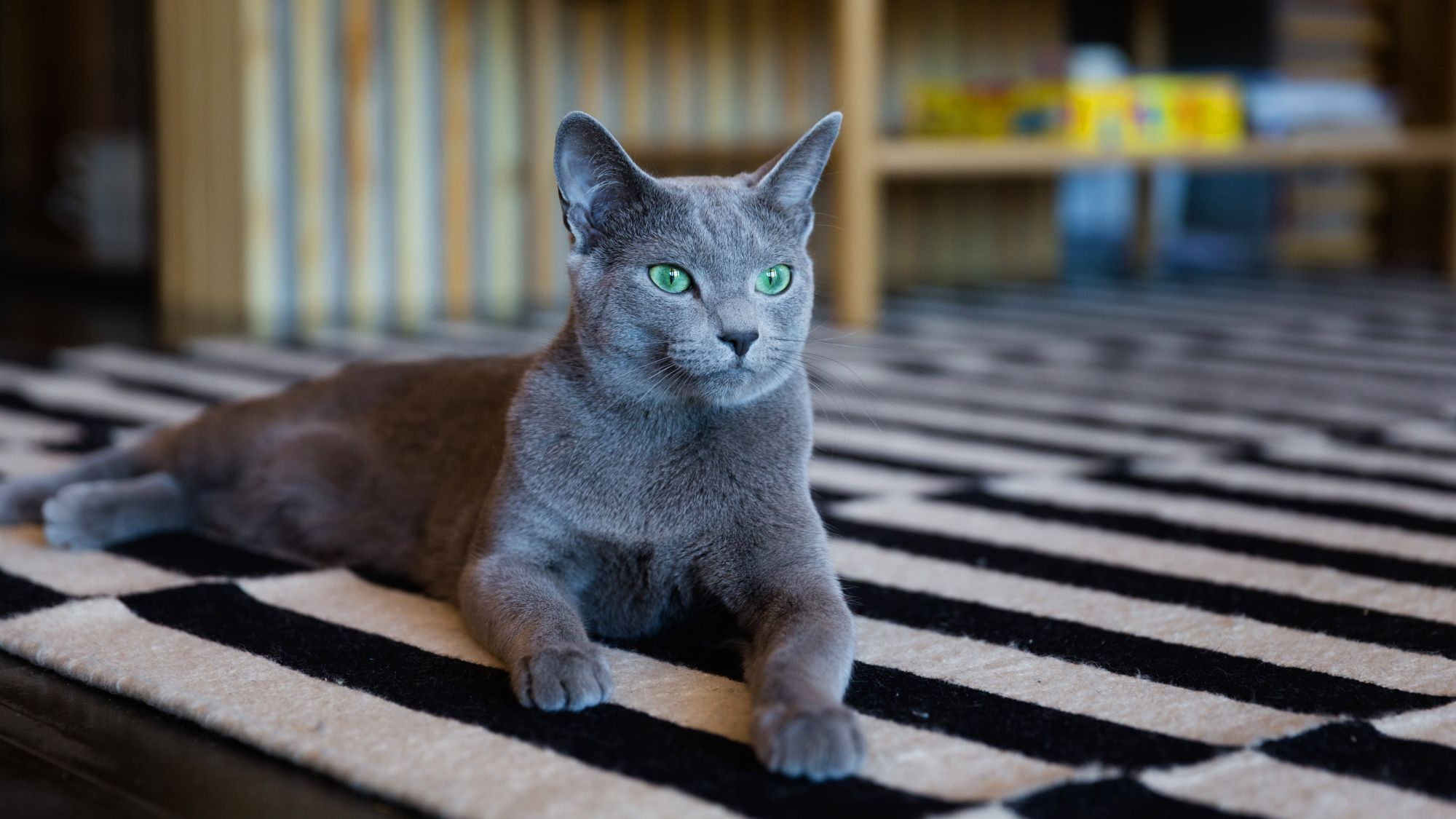 Grey Russian cat with green eyes looking towards camera