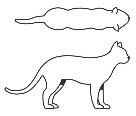 Illustration of a cat body condition score 5
