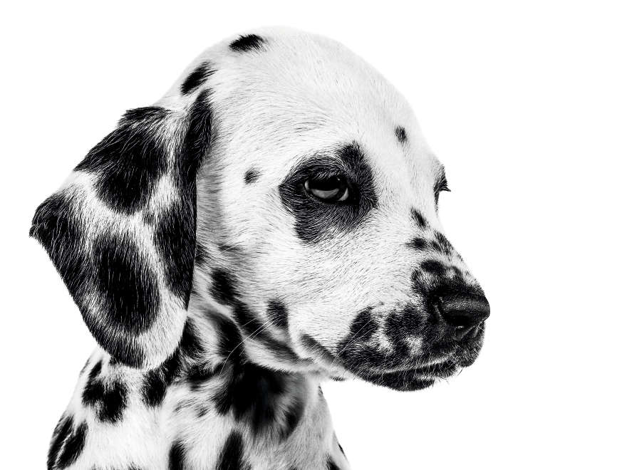 Black and white portrait of sitting Dalmation puppy