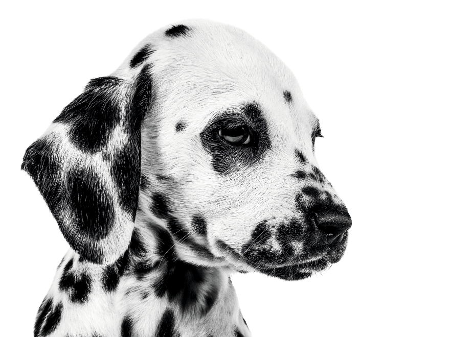 Portrait en noir et blanc d'un chiot dalmatien assis