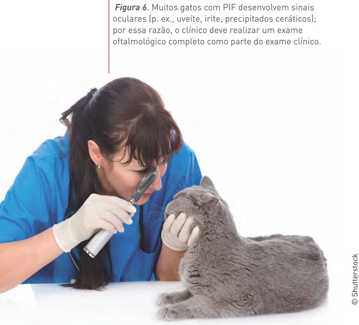 Figura 6. Muitos gatos com PIF desenvolvem sinais oculares (p. ex., uveíte, irite, precipitados ceráticos); por essa razão, o clínico deve realizar um exame oftalmológico completo como parte do exame clínico.