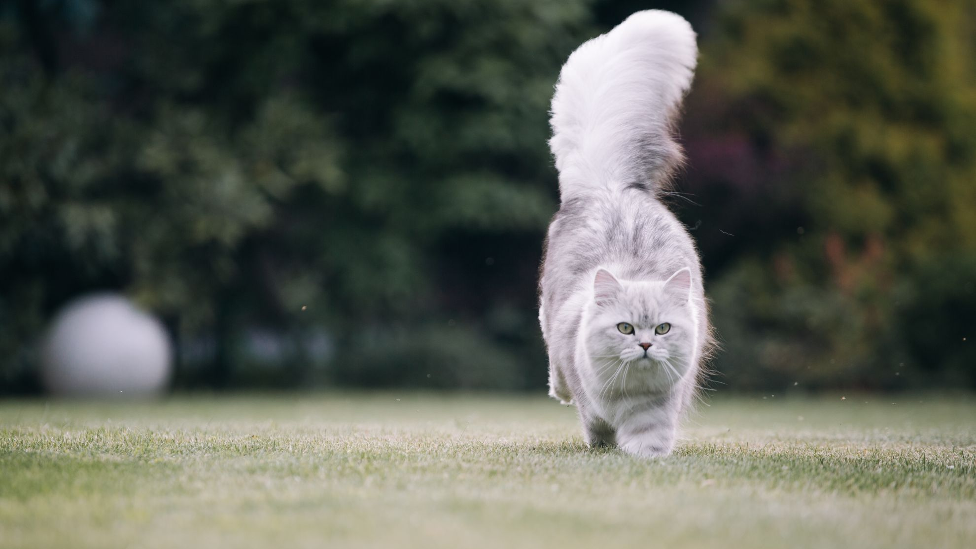 Gato británico de pelo largo corriendo