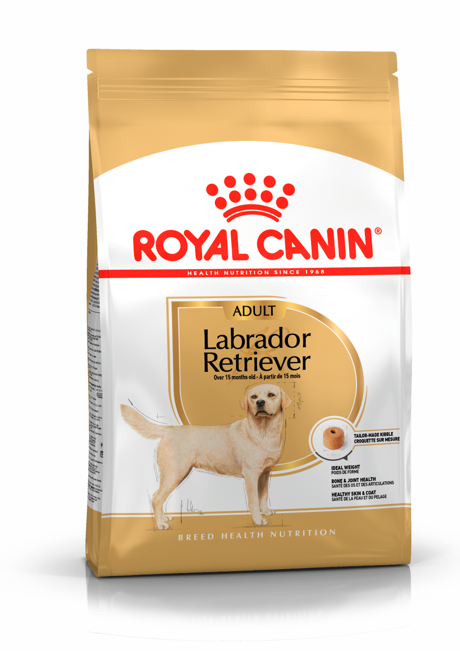 Labrador Retriever Adult