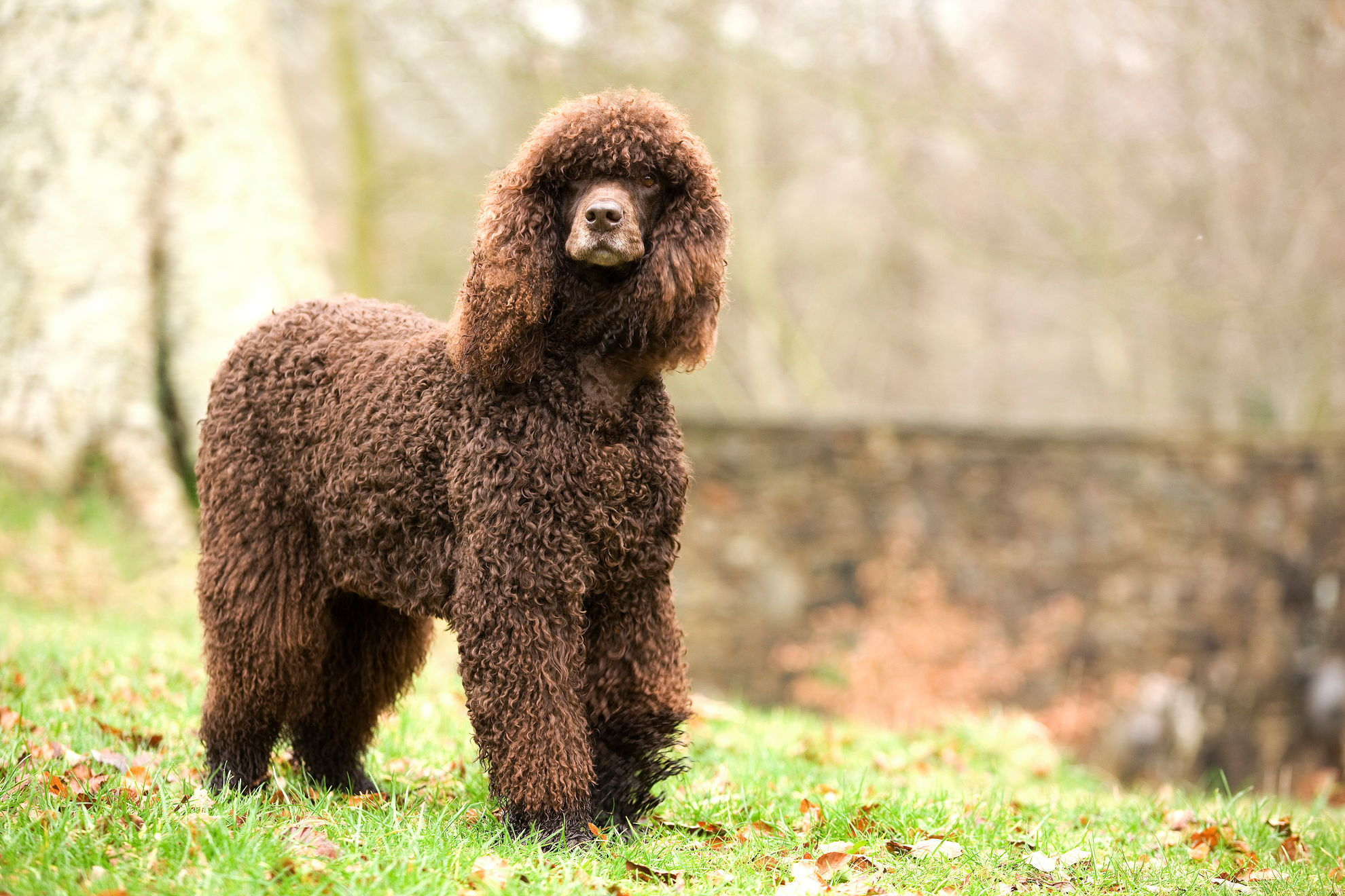 irish-water-spaniel