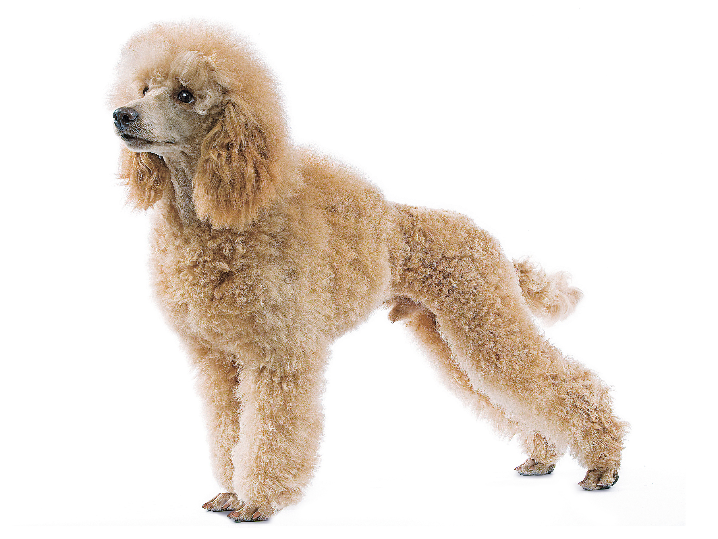 Poodle adult in black and white