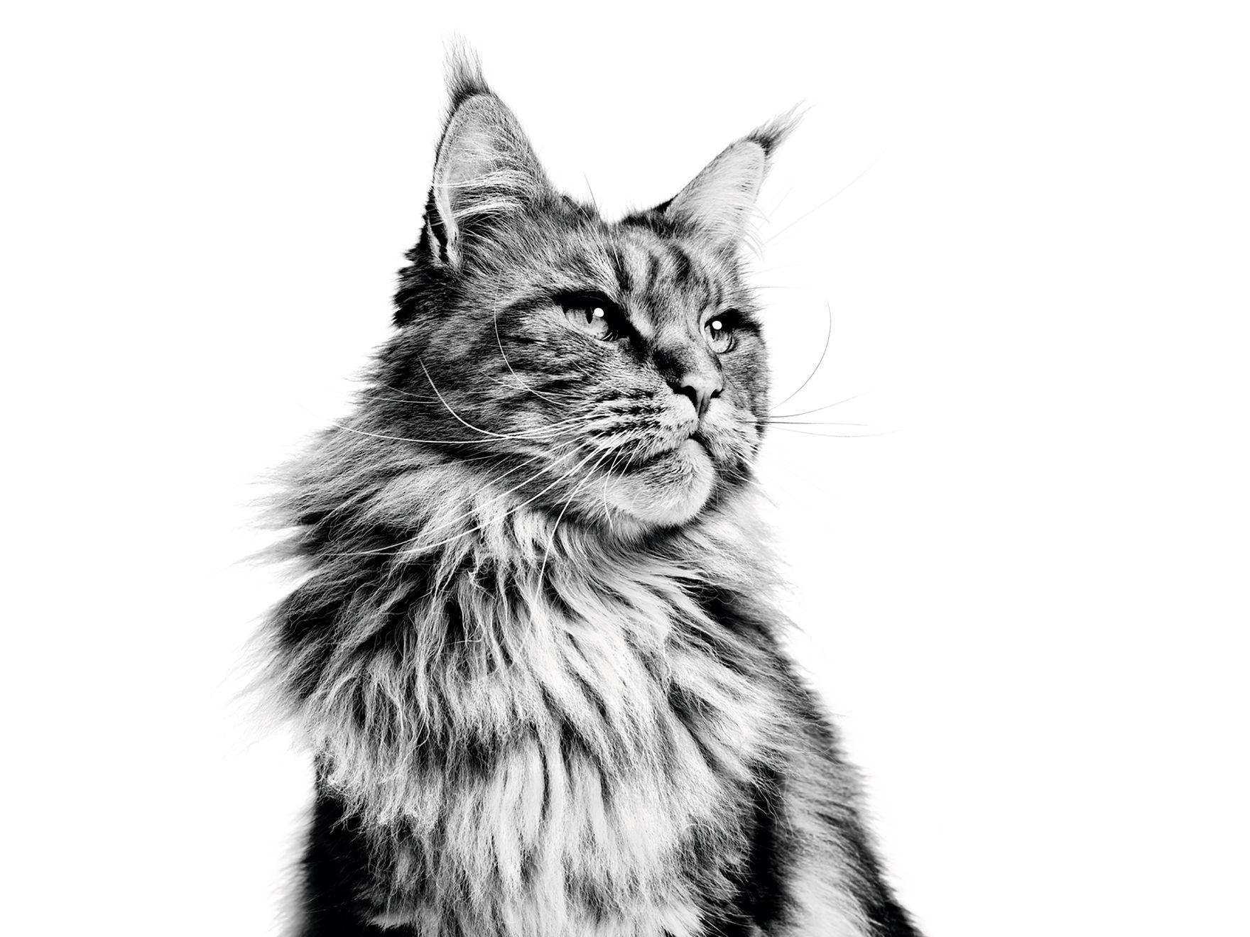 Maine Coon adult sitting in black and white on a white backgroundMaine Coon adult sitting in black and white on a white background