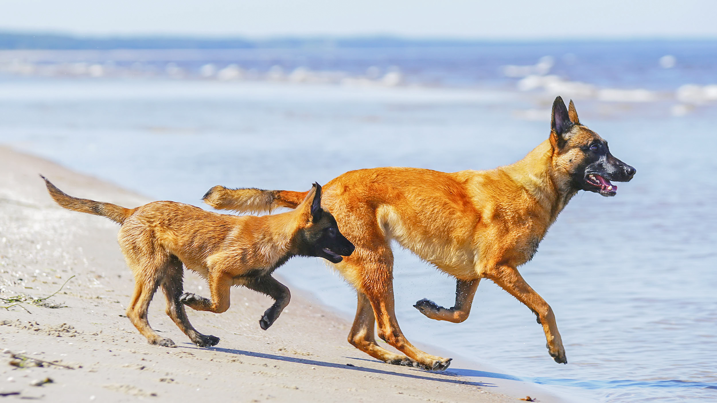 Ausgewachsener Belgischer Schäferhund läuft an einem Sandstrand mit einem Welpe.