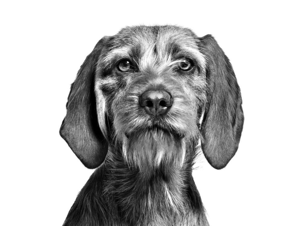 basset-fauve-de-bretagne-wb-ws-1