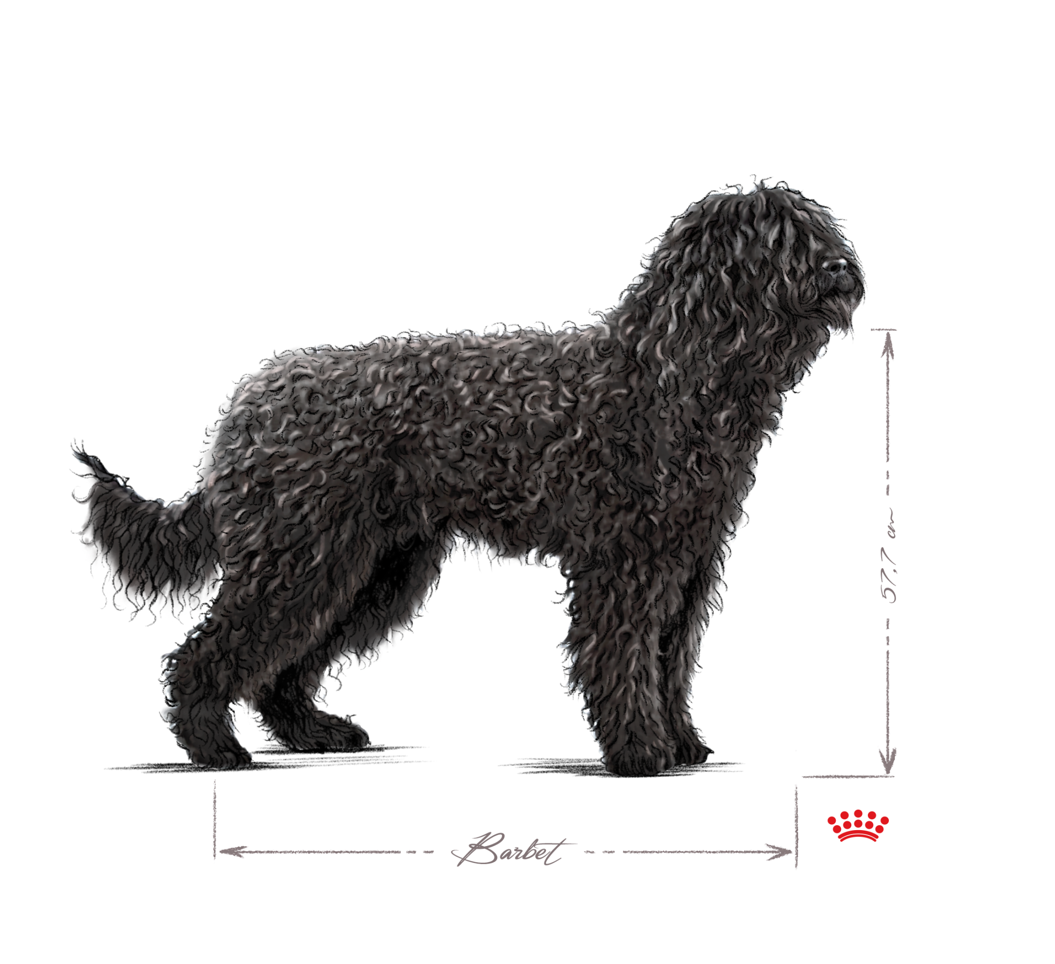 Barbet noir et blanc