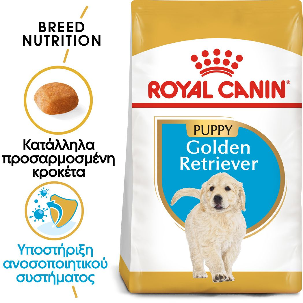 Golden Retriever Puppy