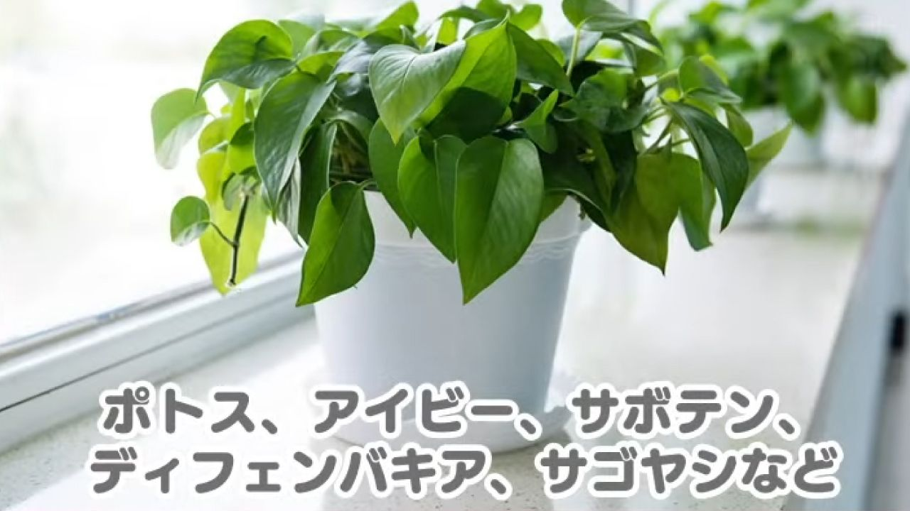 子猫にとって危険な植物、ポトス、アイビー、サボテン、ディフェンバキア、サゴヤシなど