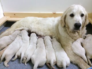 Il colostro canino