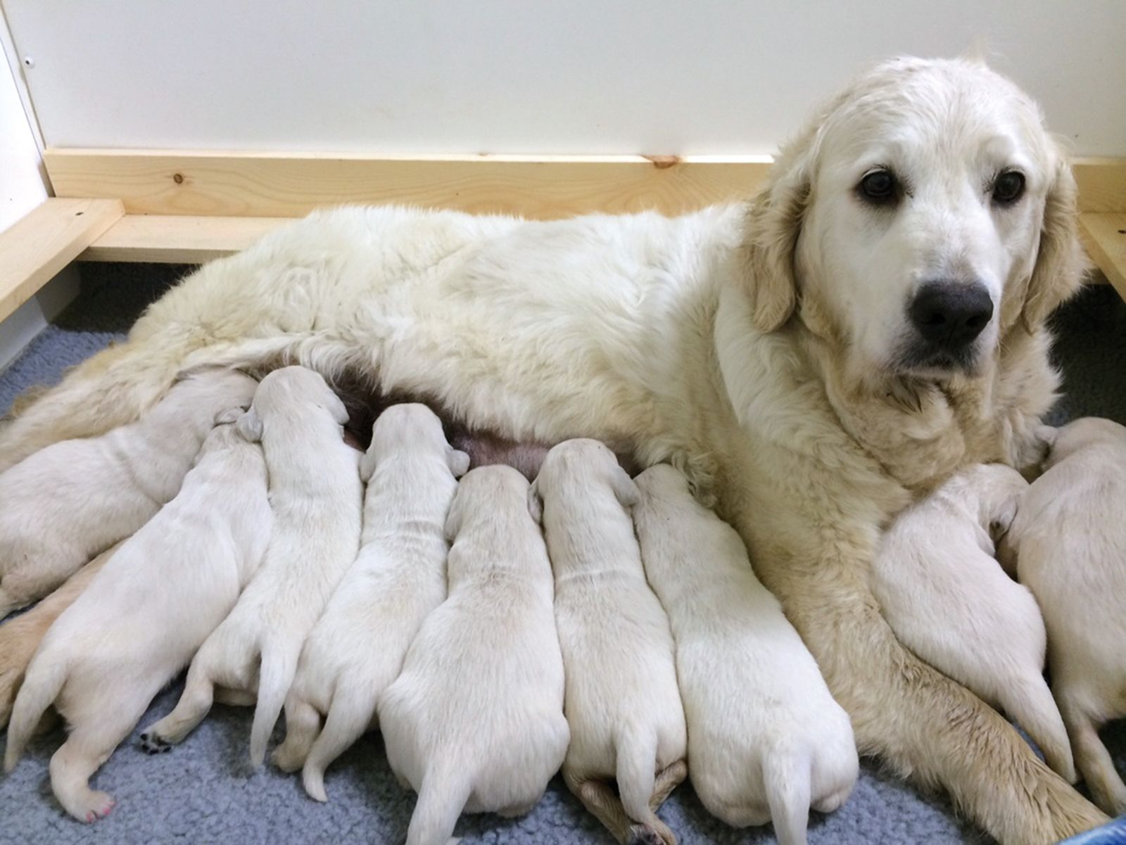Le colostrum de la chienne