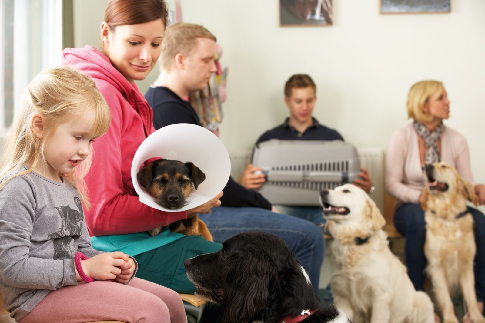 Figure 2. The waiting room was nearly full. Marianne chose one chair farther from the big dog.