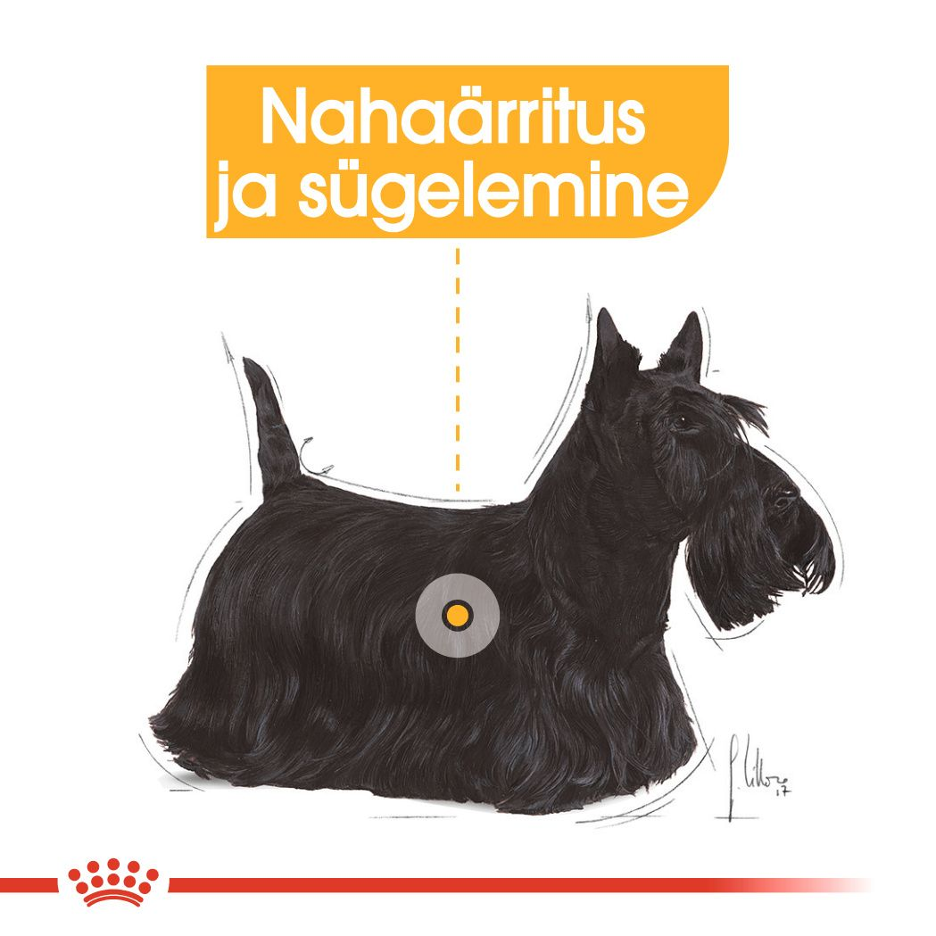 Royal Canin Mini Dermacomfort kuivtoit