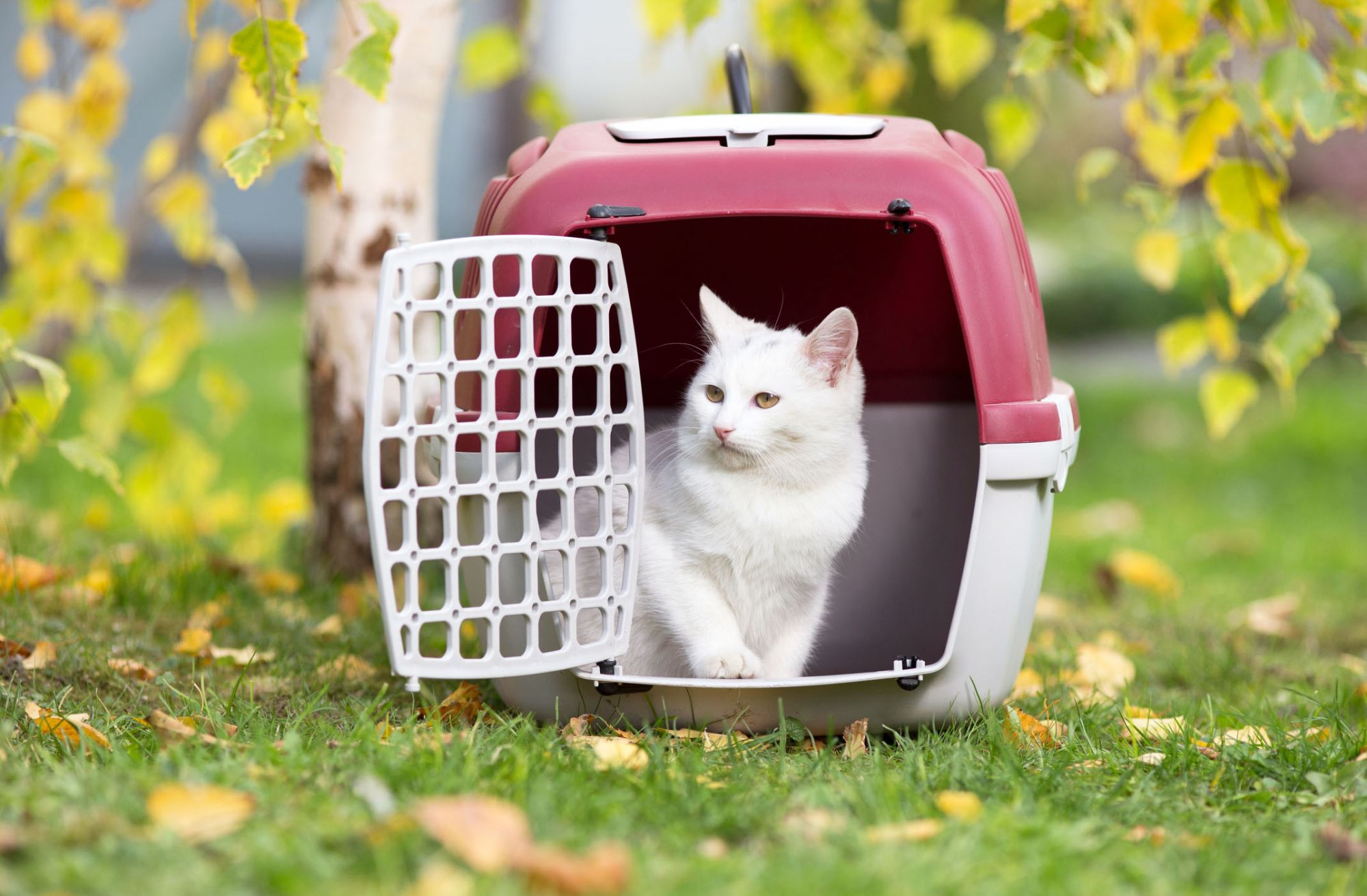 Кот в переноске