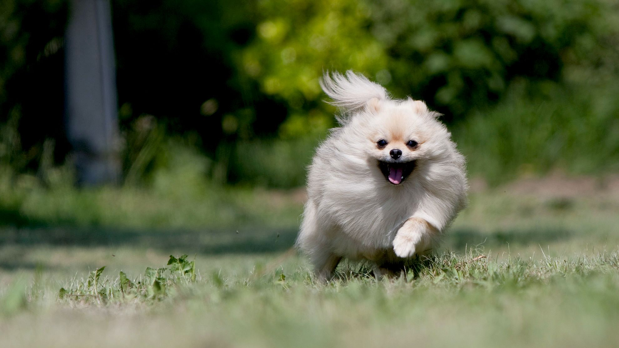 Pomeranian alergând spre cameră prin iarbă