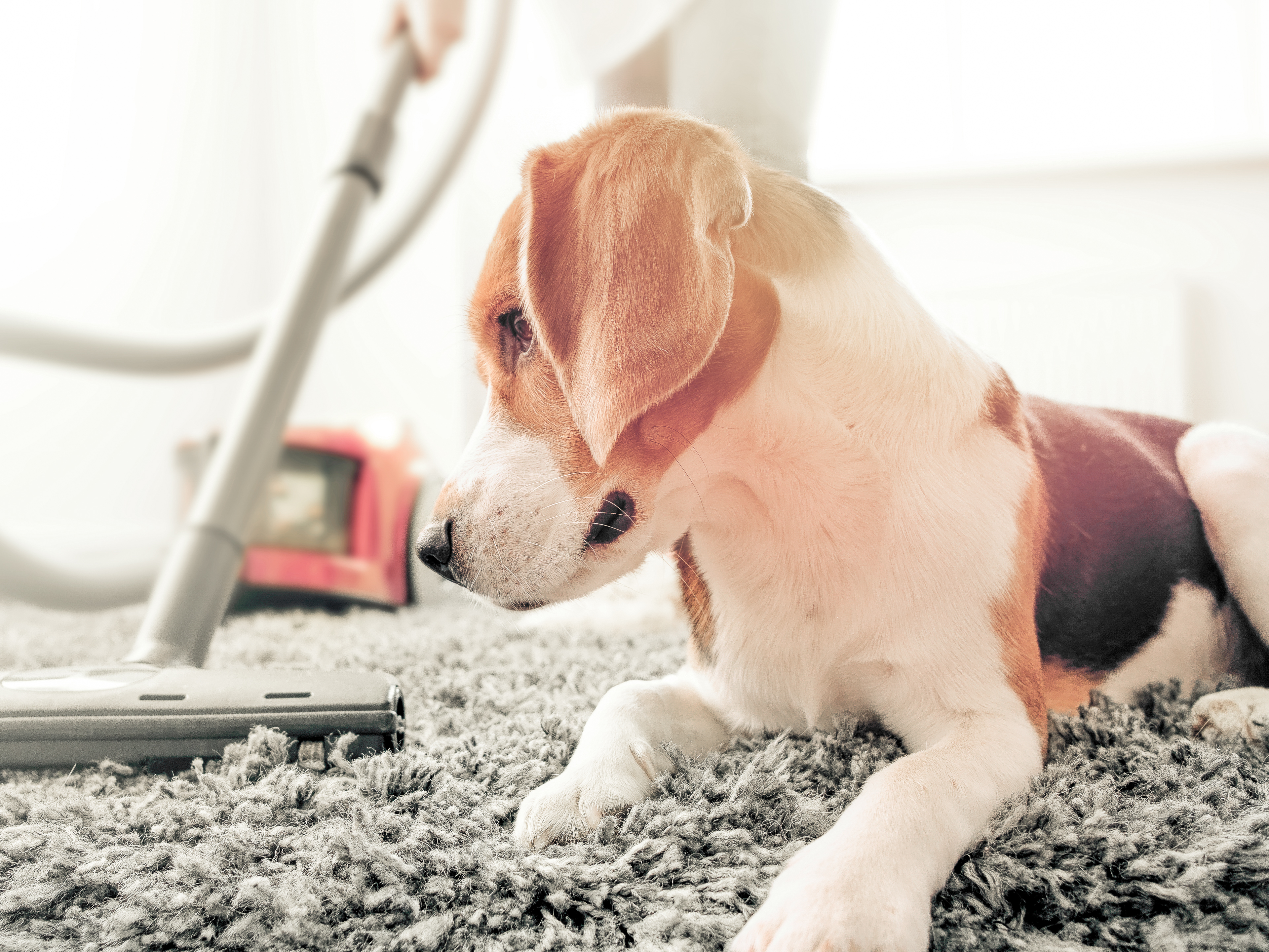 Ein Beagle-Welpe liegt auf einem grauen Teppich neben einem Staubsauger.