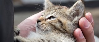 КОШАЧЬЯ ТРЕВОГА И КОШАЧИЙ СТРЕСС КАК ПОМОЧЬ