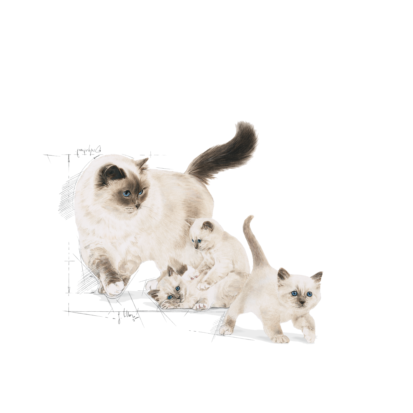 royal canin professional mother and baby cat