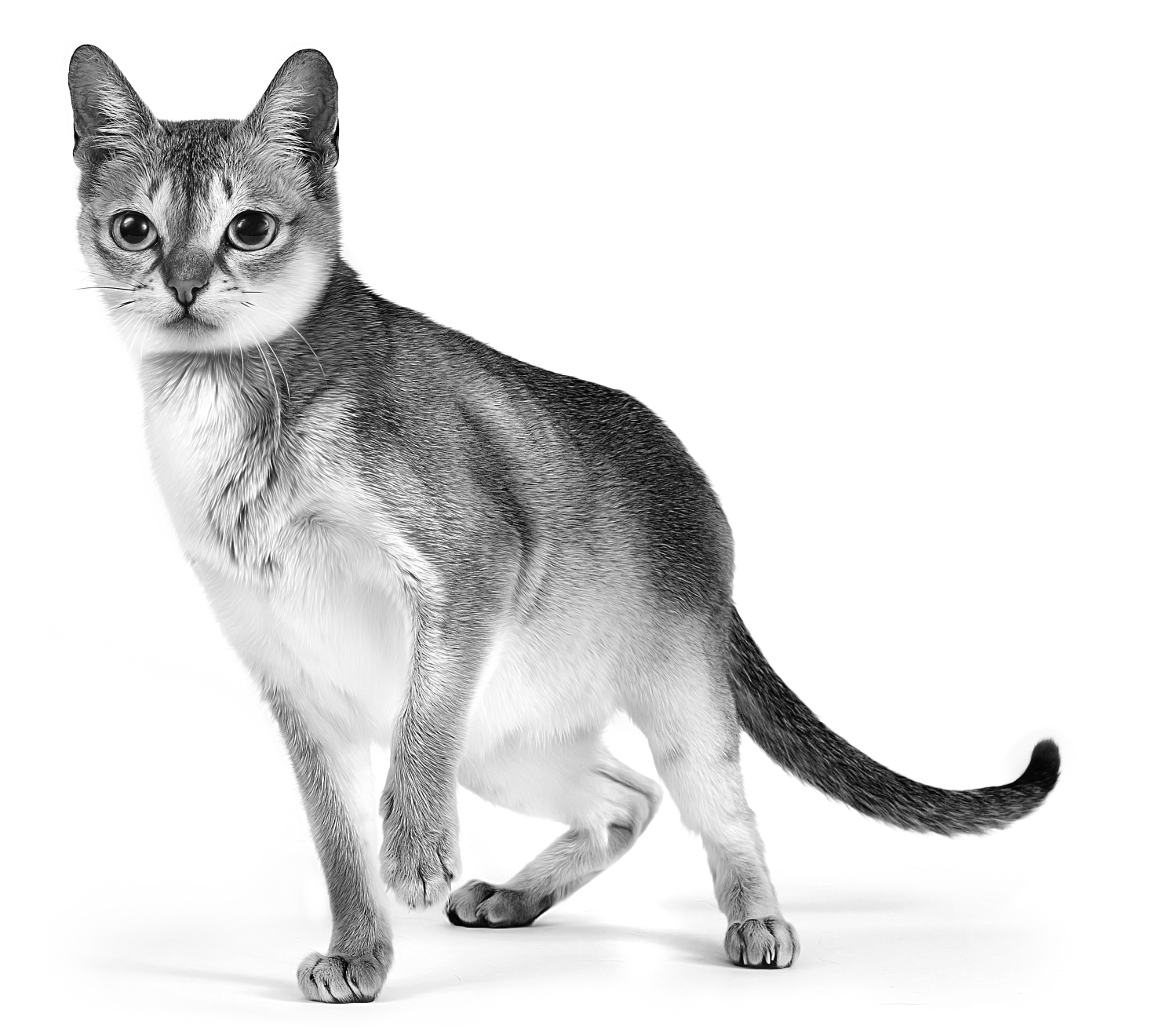 Singapura cat with one paw up in black and white