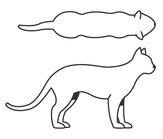 Illustration of a cat body condition score 4