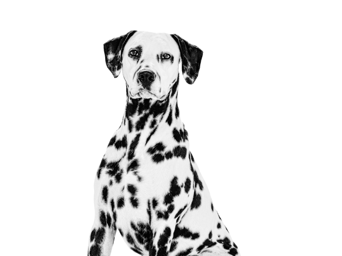 Svartvitt porträtt av en sittande dalmatiner