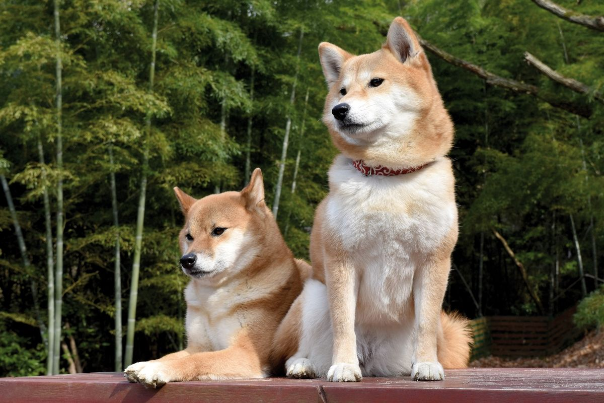 Figure 6. Some Northern breed dogs, including the Shiba Inu, have a lower capacity to digest starch due to an inherited inability to produce amylase. © Shutterstock