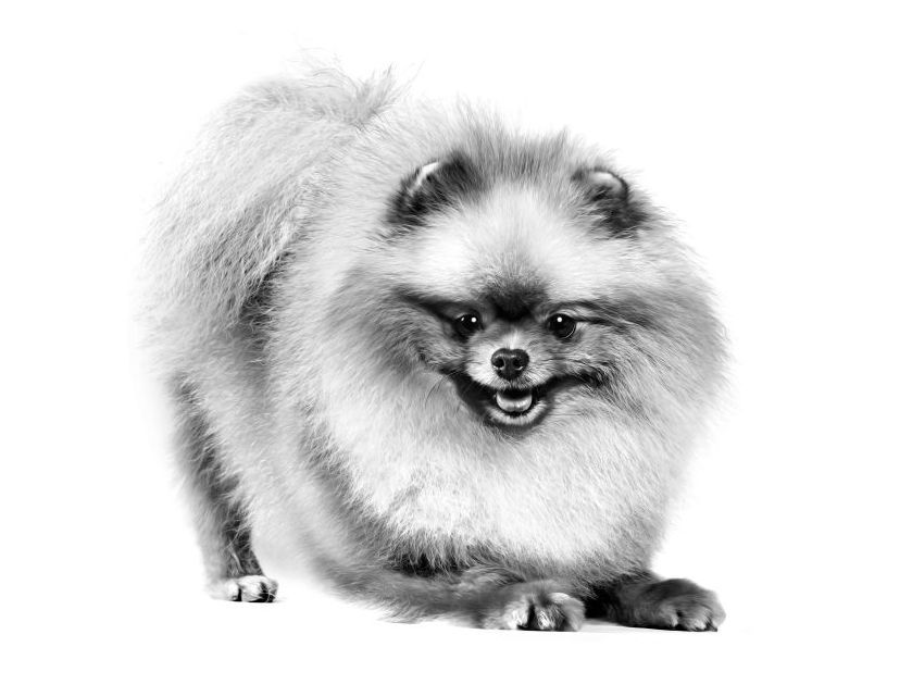 Pomeranian