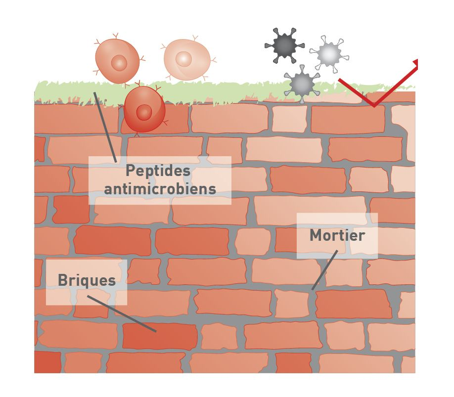 Métaphore « des briques et du mortier » du stratum corneum