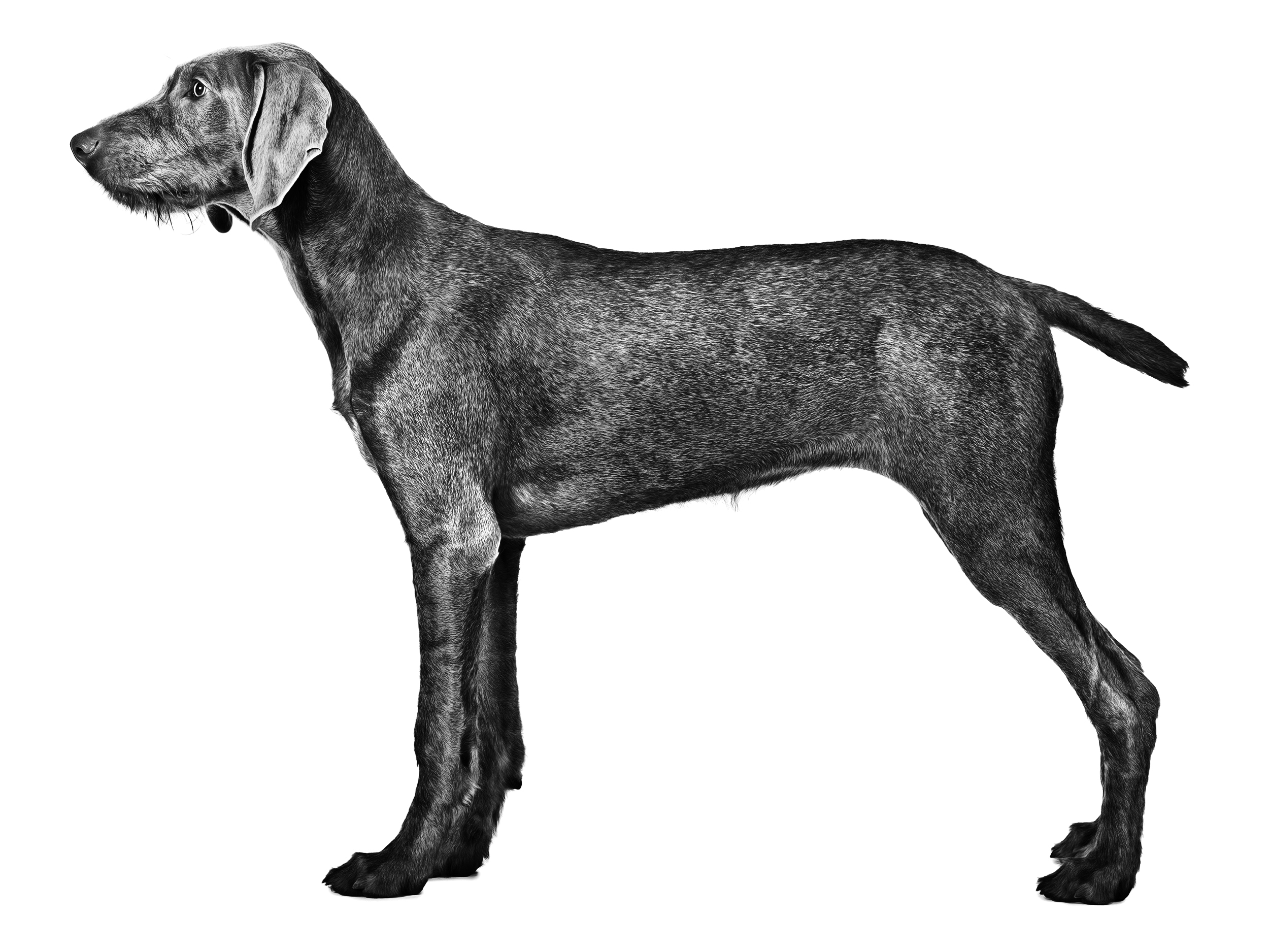 Wirehaired slovakian clearance pointer