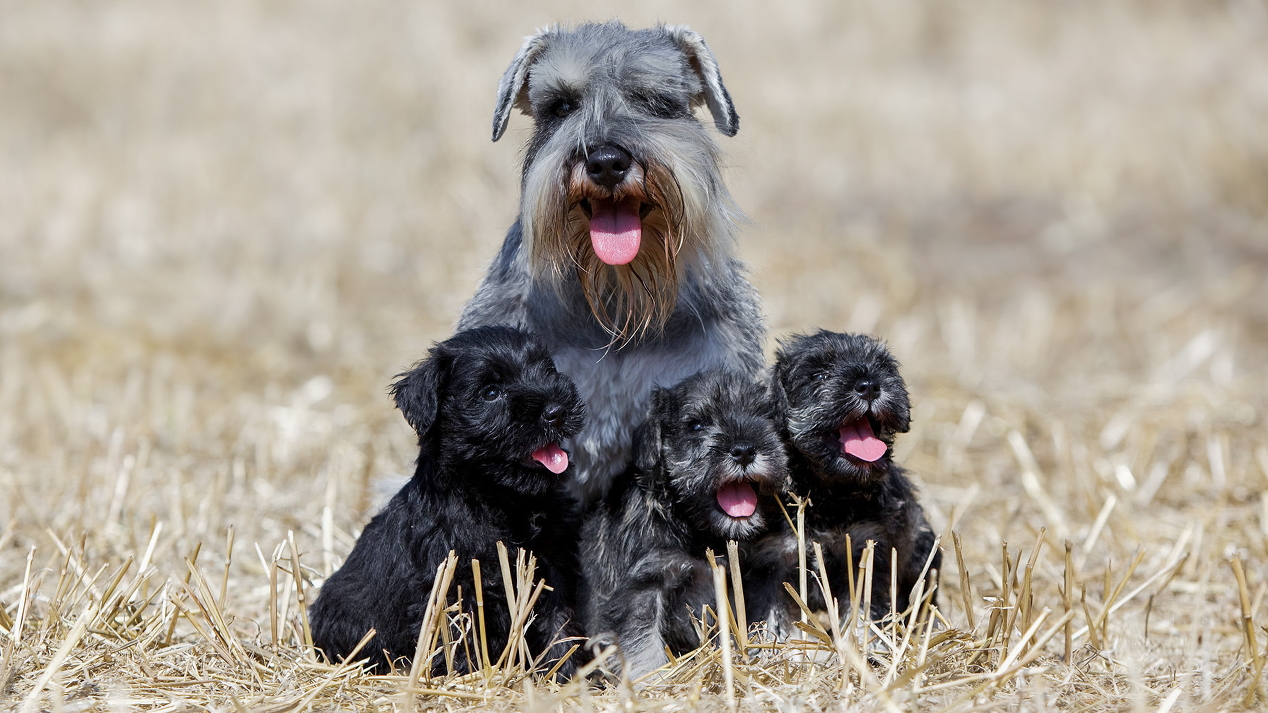 Schnauzer nain adulte assis avec trois chiots dans un champ.