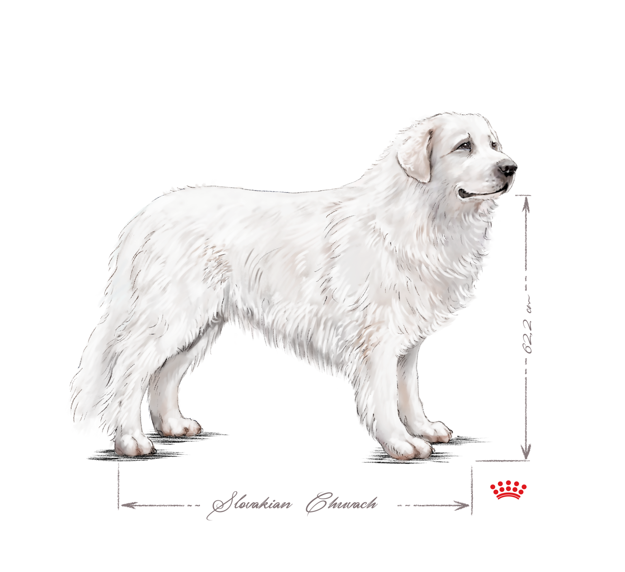 Black and white Slovak Cuvac adult standing