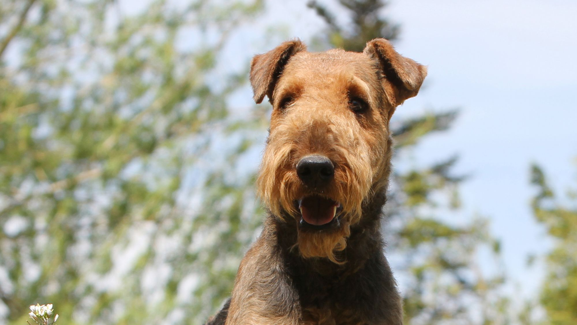 Retrato en color de un Airedale Terrier