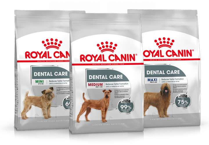 Dental Care for Mini and Medium dogs