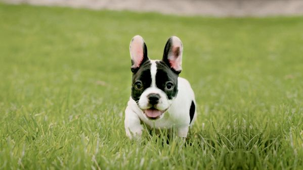 Anak anjing French Bulldog berlari ke arah kamera di atas rumput