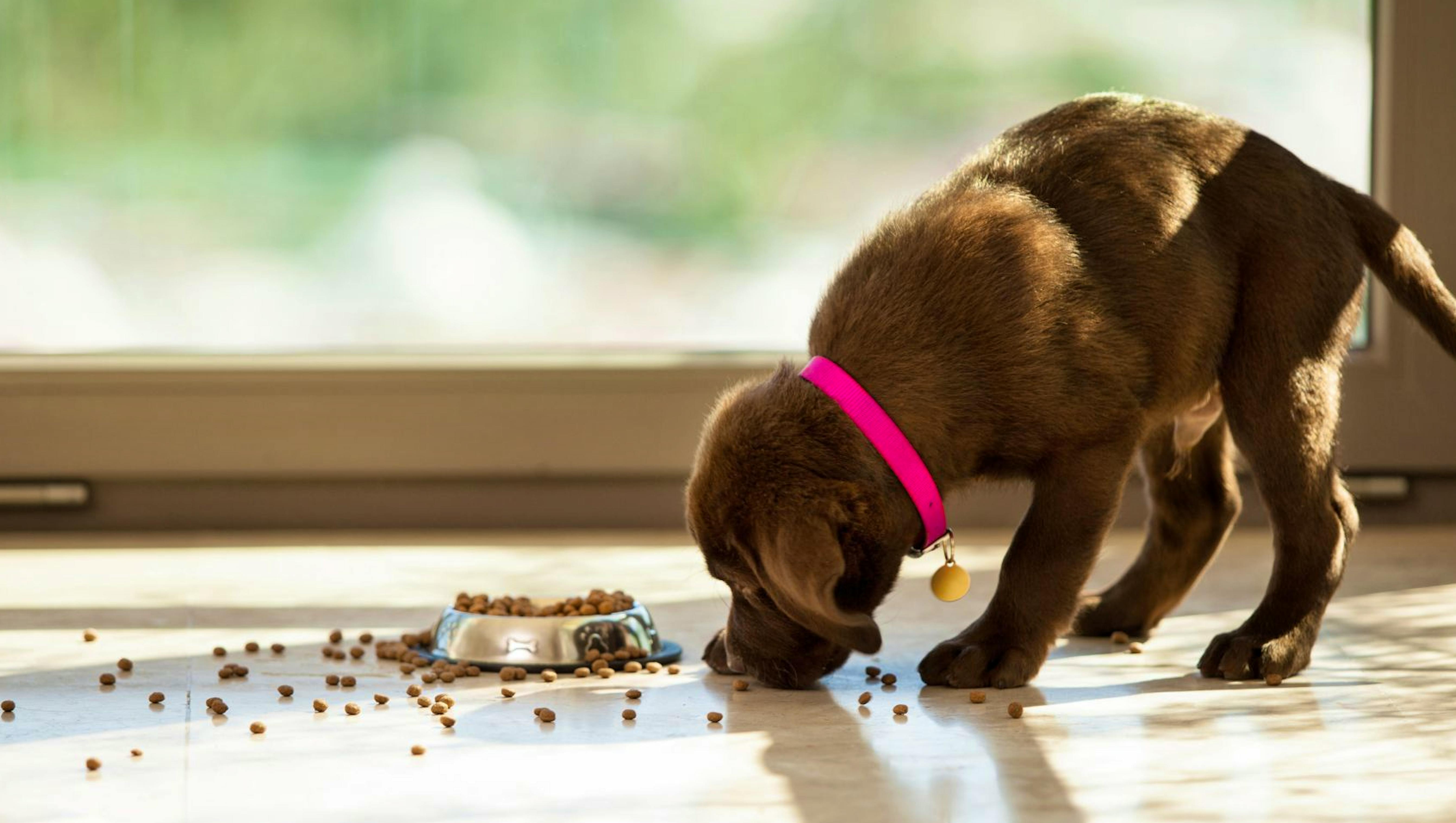 a chocolate labarador puppy standing, and sniffing around a bowl of kibble 