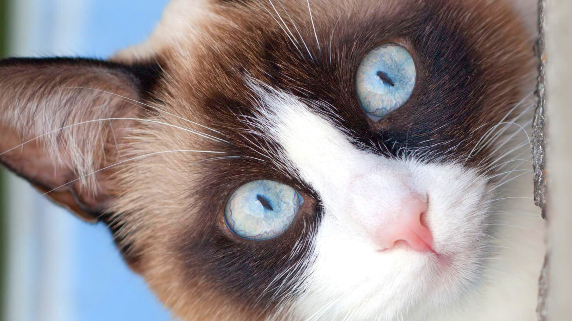 Extreme close-up of Snowshoe looking at camera