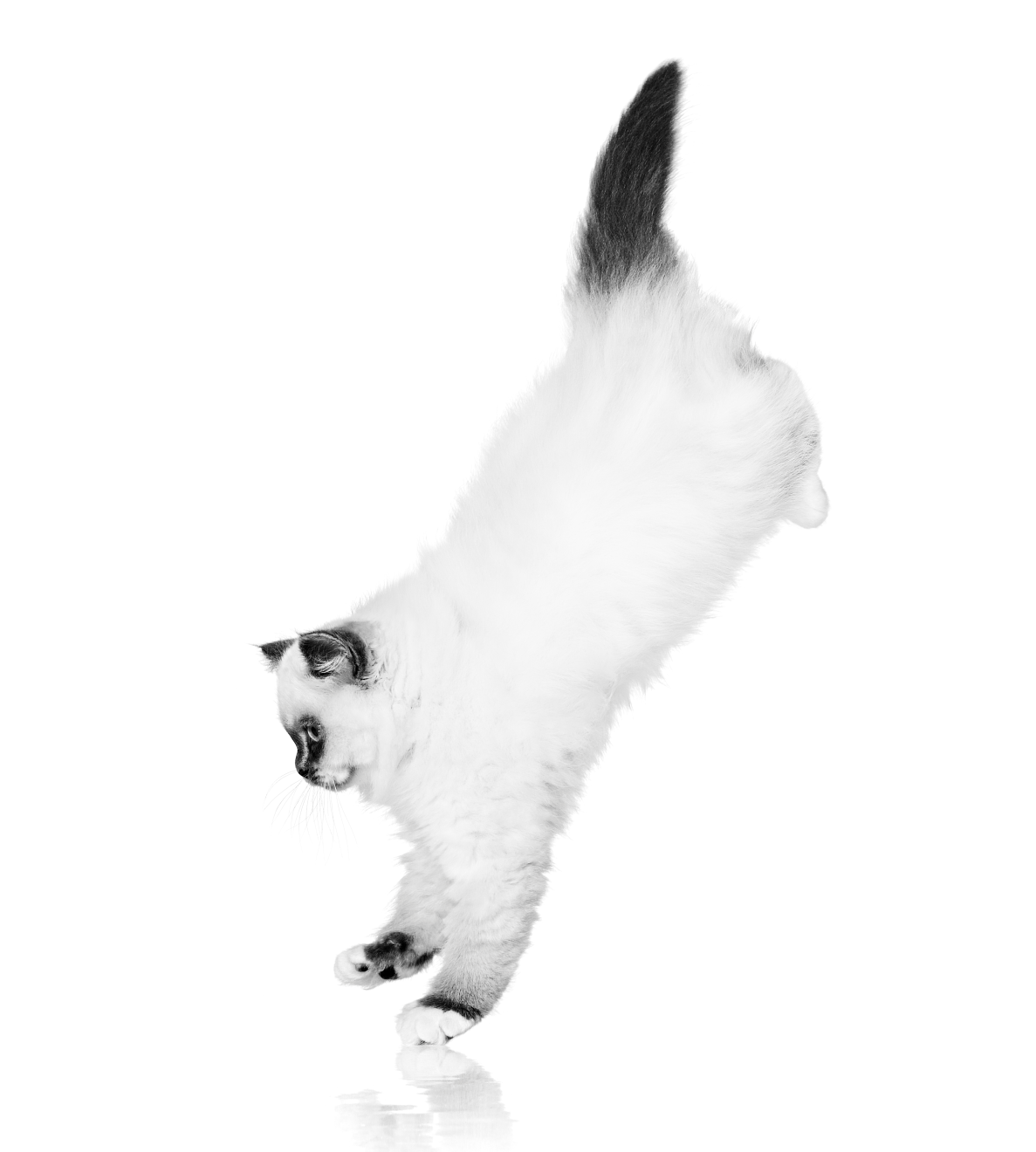 Sacred Birman kitten jumping in black and white