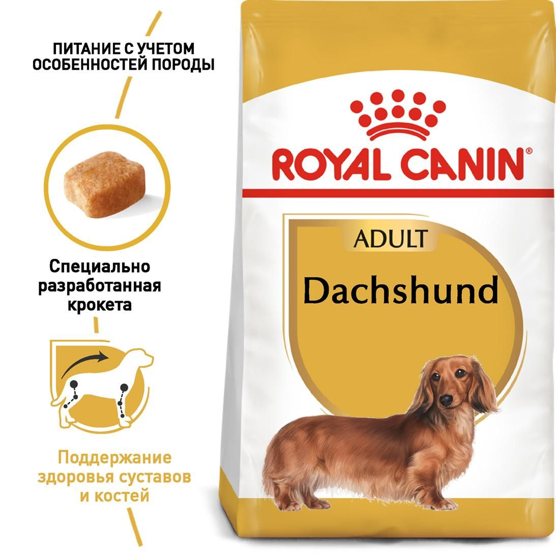 Dachshund Adult