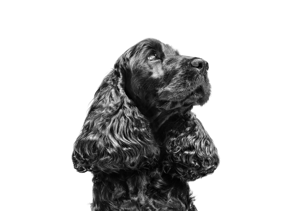 English Cocker Spaniel adult in black and white